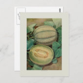 Muskmellon ポストカード (正面/裏面)