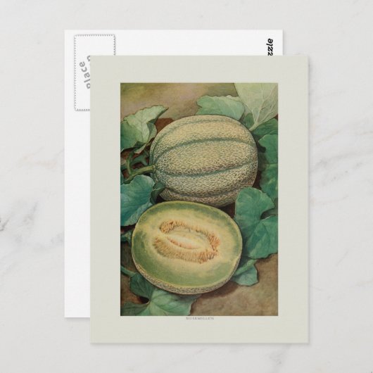 Muskmellon ポストカード (正面/裏面)