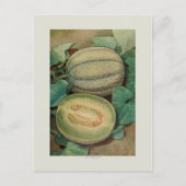 Muskmellon ポストカード (正面)