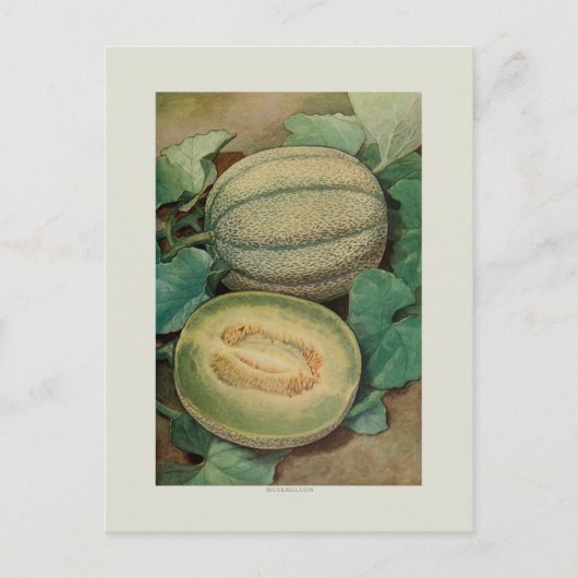 Muskmellon ポストカード (正面)