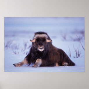 muskox、Ovibosのmoschatus、の若い雄牛 ポスター