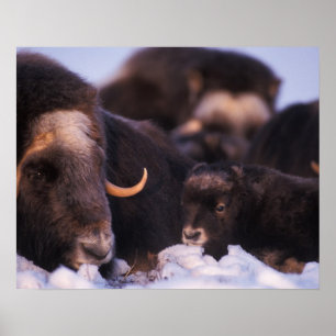 muskox、Ovibosのmoschatus、生まれたばかりのの牛、 ポスター