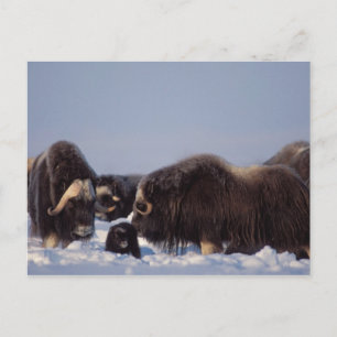 muskox、Ovibosのmoschatus、雄牛および牛との ポストカード