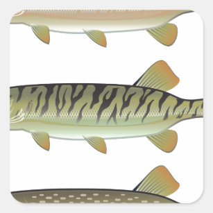 Muskie 魚シール  Zazzle.co.jp