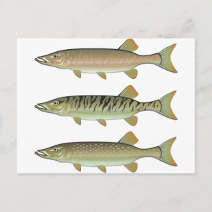 Musky Tiger muskyとNorthern Pikeベクトル ポストカード