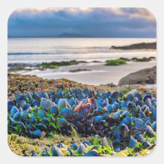 Mussels スクエアシール (正面)