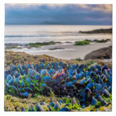 Mussels タイル (正面)