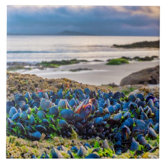 Mussels タイル (正面)
