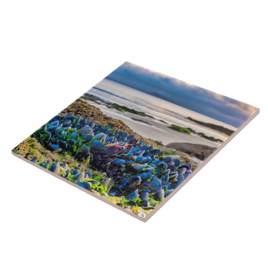 Mussels タイル (側面)