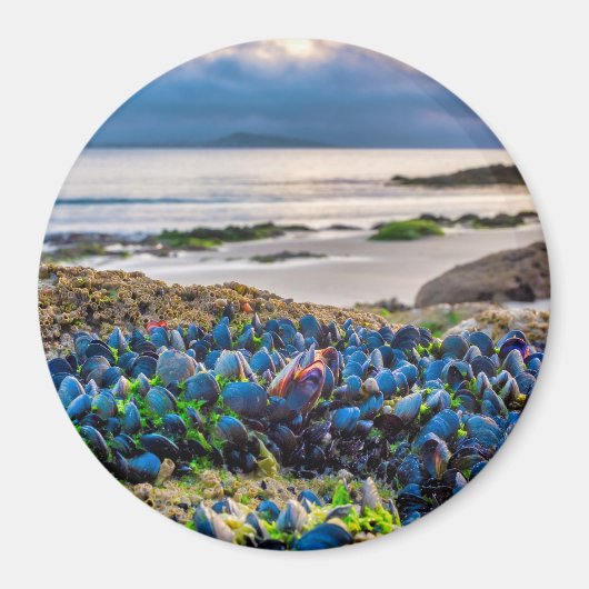 Mussels マグネット (正面)