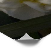 Must a dream Narcissus Daffodils ポスター (角)