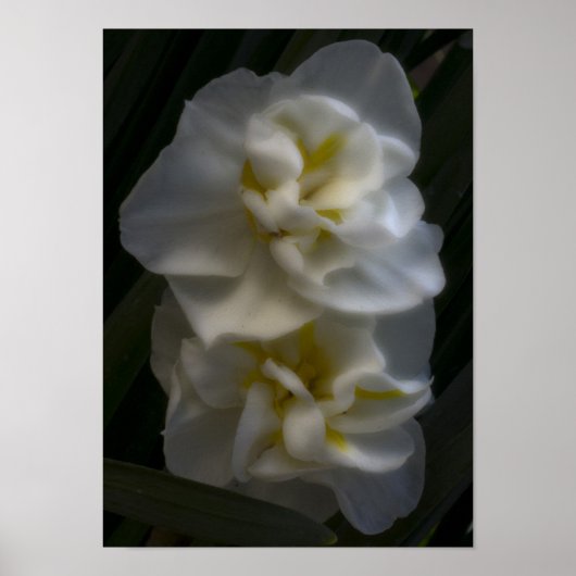 Must a dream Narcissus Daffodils ポスター (正面)