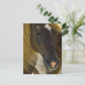 Mustang Horseフォトポストカード ポストカード (スタンド正面)