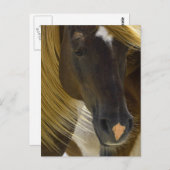 Mustang Horseフォトポストカード ポストカード (正面/裏面)