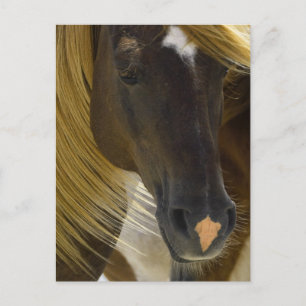 Mustang Horseフォトポストカード ポストカード
