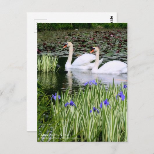 Mute Swans & Iris ポストカード (正面/裏面)