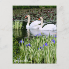 Mute Swans & Iris ポストカード