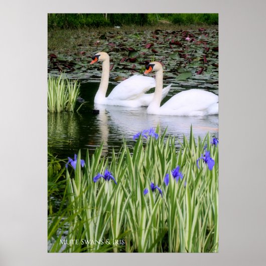 Mute swans & Iris：Value Poster paper ポスター (正面)