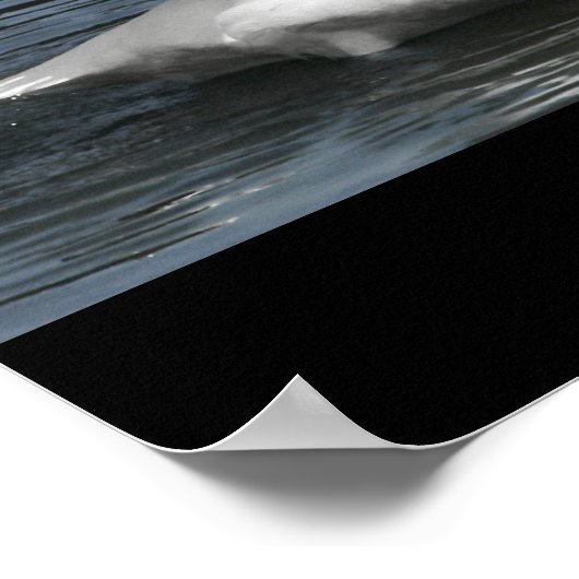 Mute White Swan Photo Mirror Image Effect ポスター (角)