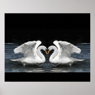 Mute White Swan Photo Mirror Image Effect ポスター