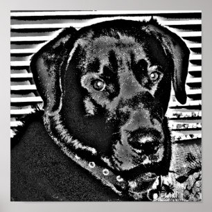 My Black Lab ポスター