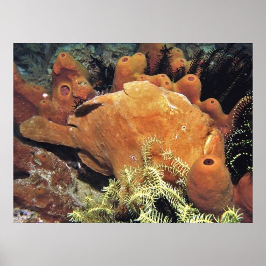 My Frogfish II ポスター (正面)