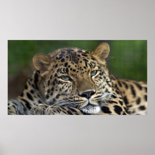 My Last Days on Earth... ポスター (正面)