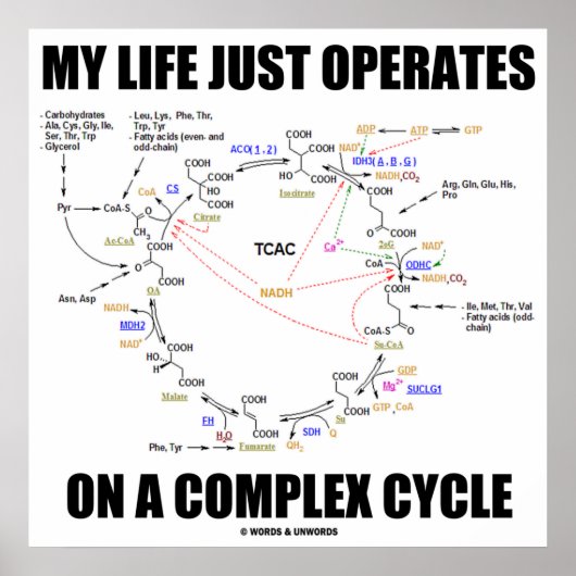 My Life Just Operates On A Complex Cycle (Krebs) ポスター (正面)