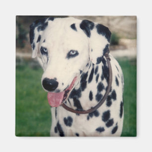 My Pet Friend自分の写真をアップロードカスタム マグネット