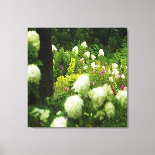 My Rubio Gardenのライムライトアジサイ キャンバスプリント (正面)