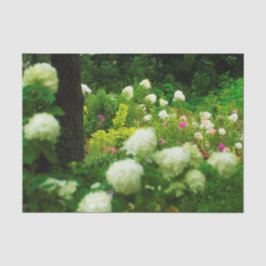 My Rubio Gardenのライムライトアジサイ 薄葉紙