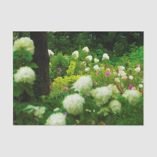 My Rubio Gardenのライムライトアジサイ 薄葉紙 (正面)