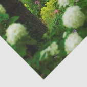 My Rubio Gardenのライムライトアジサイ 薄葉紙 (詳細)