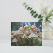 Mycena inclinata キノコ ポストカード (スタンド正面)