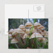 Mycena inclinata キノコ ポストカード (正面/裏面)