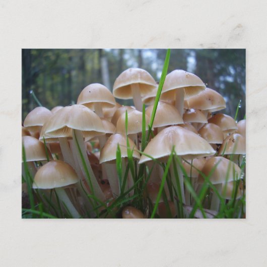 Mycena inclinata キノコ ポストカード (正面)