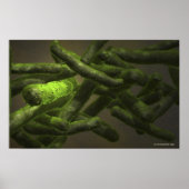 Mycobacterium tuberculosis cells ポスター (正面)