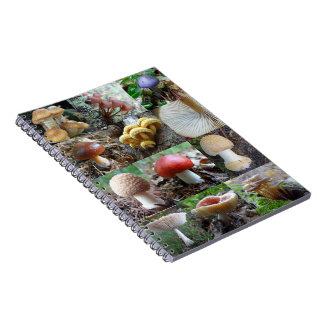 MycoJournal ノートブック