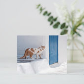 Mykonos猫-郵便はがき ポストカード (スタンド正面)