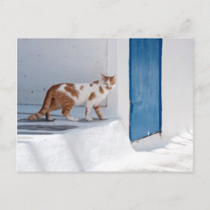 Mykonos猫-郵便はがき ポストカード