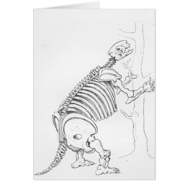 Mylodonの骨組 (正面)