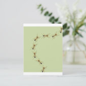 Myrmoteras Binghami, Ants ポストカード (スタンド正面)
