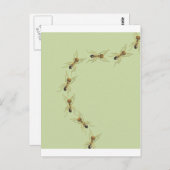 Myrmoteras Binghami, Ants ポストカード (正面/裏面)