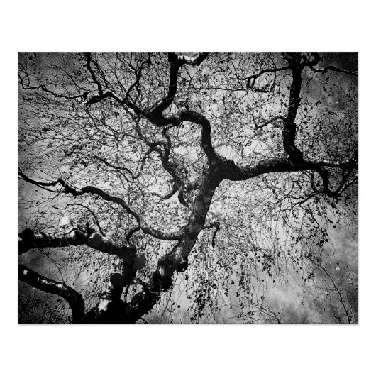 Mystery tree black and white ポスター (正面)