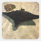 Mystical Stingray スクエアシール (正面)