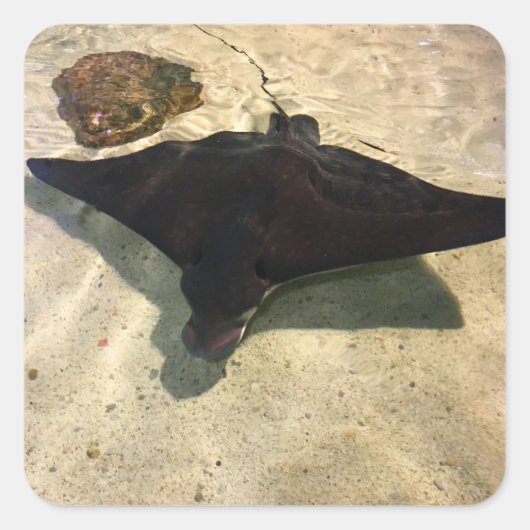 Mystical Stingray スクエアシール (正面)