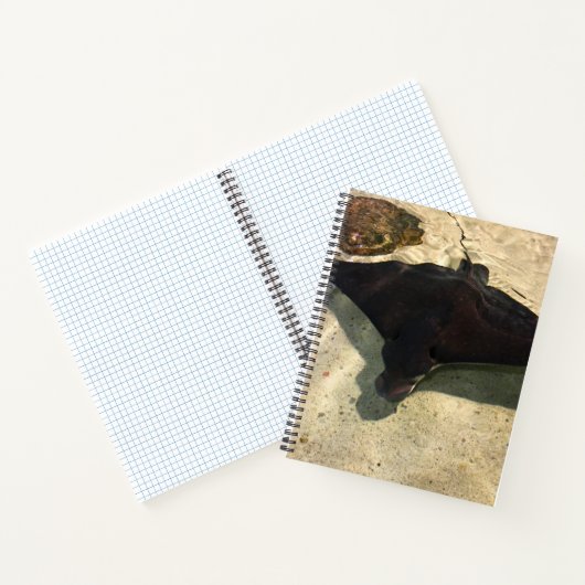 Mystical Stingray ノートブック (内部)