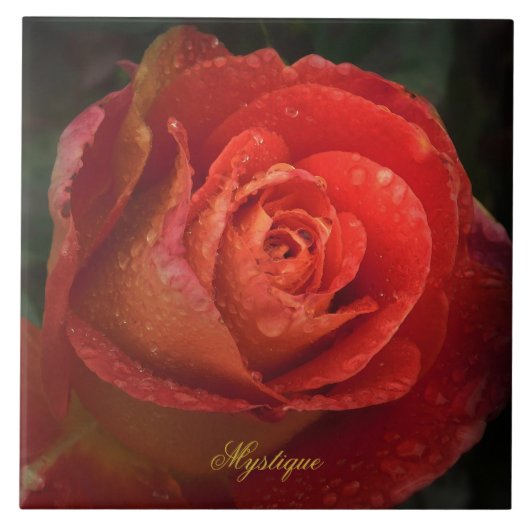 Mystique Dark Botanical Red Orange Rose Tile タイル (正面)