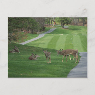 Nチルリングを見る ポストカード