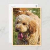 {"N":{"カスタム":[""]},"A":{"カスタム":[""]}}  Goldendoodl ポストカード (正面/裏面)